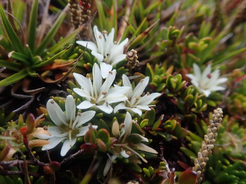 Donatia fascicularis, photographed by Nolan Exe