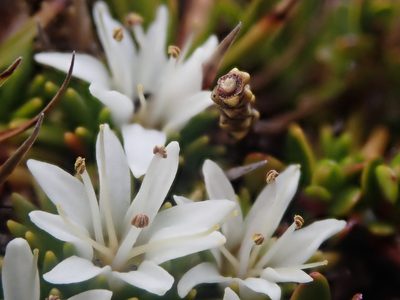 Donatia fascicularis, photographed by Nolan Exe