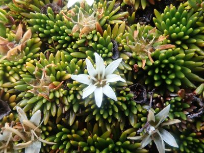 Donatia fascicularis, photographed by Nolan Exe