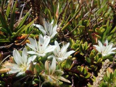 Donatia fascicularis, photographed by Nolan Exe