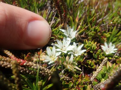 Donatia fascicularis, photographed by Nolan Exe
