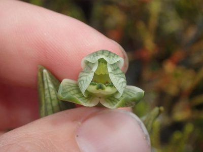Chloraea fonkii, photographed by Nolan Exe
