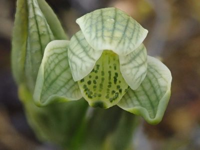 Chloraea fonkii
