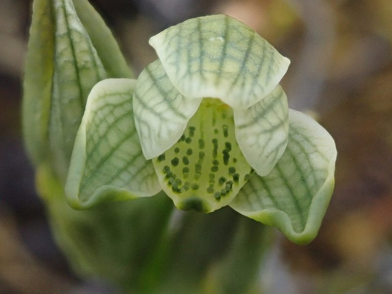 Chloraea fonkii, photographed by Nolan Exe