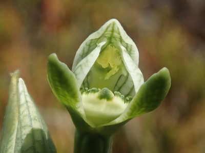 Chloraea fonkii, photographed by Nolan Exe
