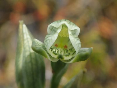 Chloraea fonkii, photographed by Nolan Exe