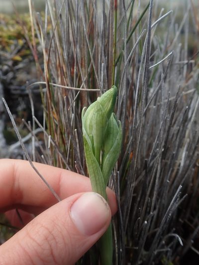 Chloraea fonkii, photographed by Nolan Exe