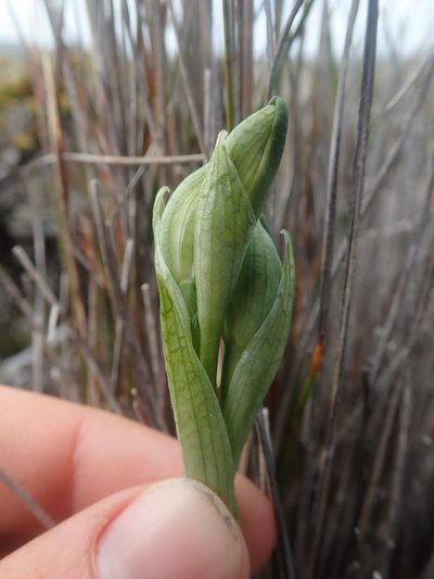 Chloraea fonkii, photographed by Nolan Exe