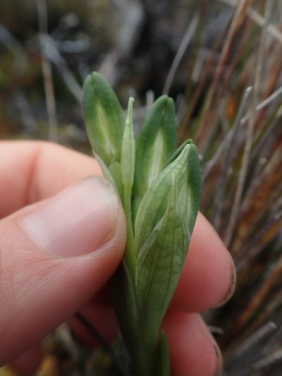 Chloraea fonkii, photographed by Nolan Exe