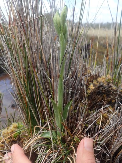 Chloraea fonkii, photographed by Nolan Exe