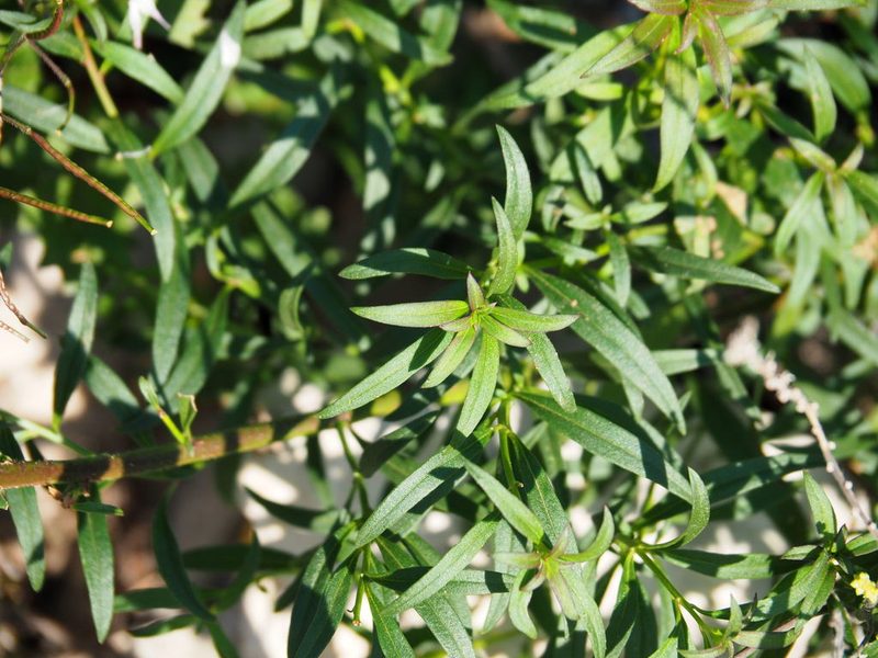 Antirrhinum controversum, photographed by Katja Schulz