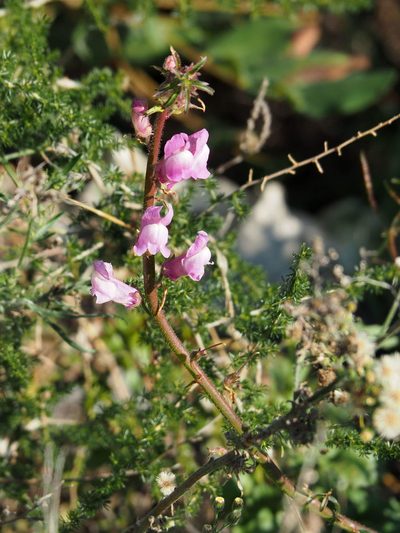 Antirrhinum controversum, photographed by Katja Schulz