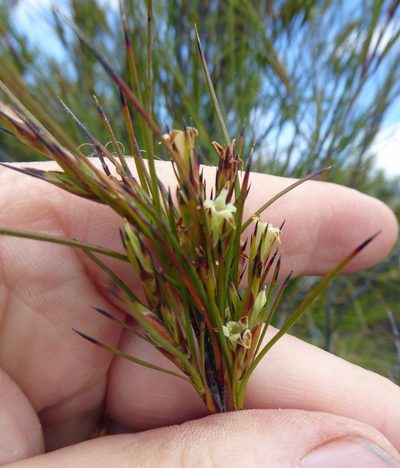 Dracophyllum lessonianum, photographed by Peter de Lange