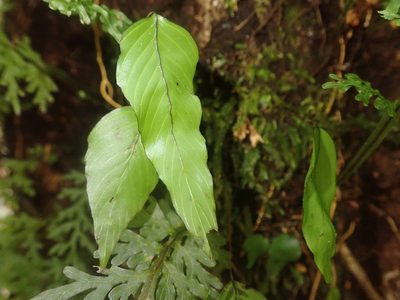 Hymenophyllum cruentum, photographed by Nolan Exe