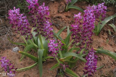 Lachenalia splendida, photographed by lallen