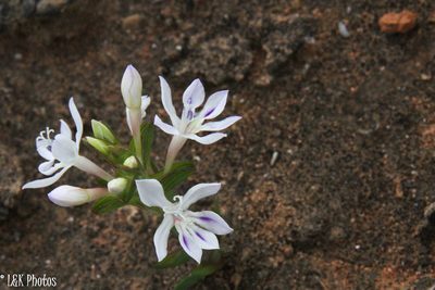 Lapeirousia angustifolia, photographed by lallen