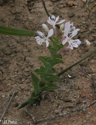 Lapeirousia angustifolia, photographed by lallen