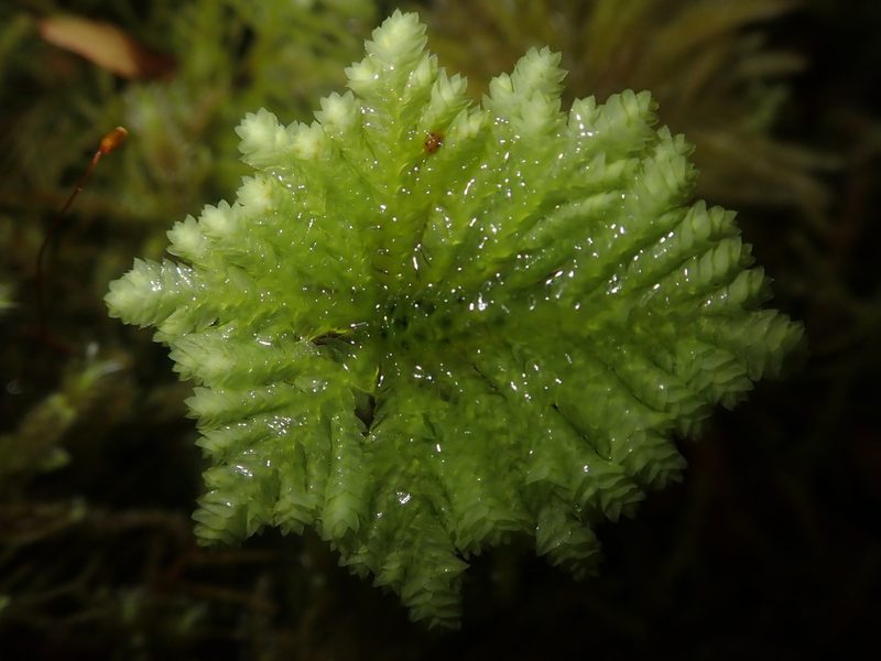 Hypopterygium didictyon, photographed by Nolan Exe