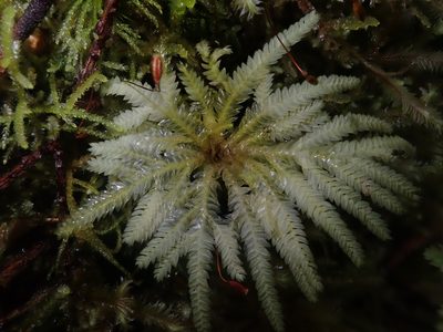 Hypopterygium didictyon, photographed by Nolan Exe