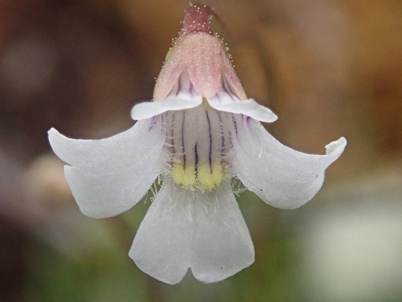 Pinguicula antarctica, photographed by Nolan Exe