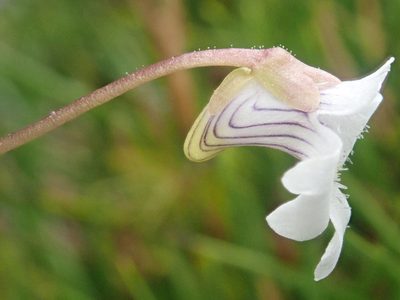 Pinguicula antarctica, photographed by Nolan Exe