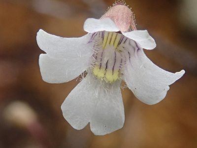 Pinguicula antarctica, photographed by Nolan Exe