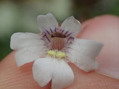 Pinguicula antarctica, photographed by Nolan Exe