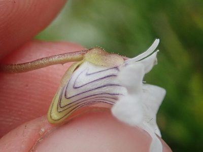 Pinguicula antarctica, photographed by Nolan Exe