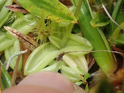 Pinguicula antarctica, photographed by Nolan Exe