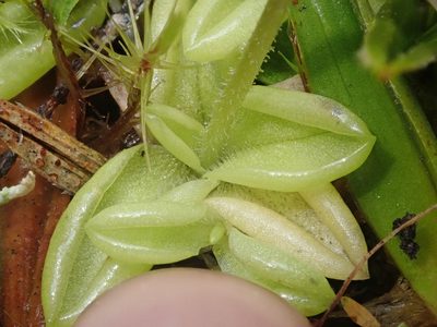 Pinguicula antarctica, photographed by Nolan Exe