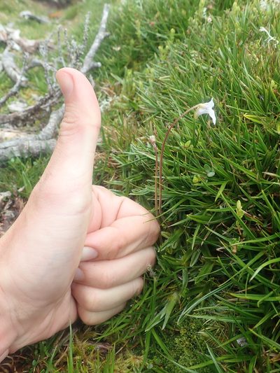 Pinguicula antarctica, photographed by Nolan Exe