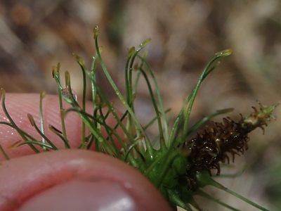 Carex erinacea, photographed by Nolan Exe