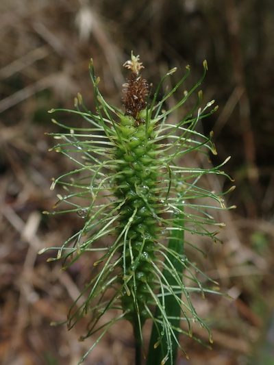 Carex erinacea, photographed by Nolan Exe