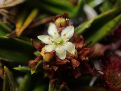 Astelia pumila, photographed by Nolan Exe