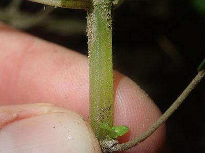 Pilea elliptica, photographed by Nolan Exe