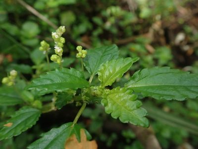 Pilea elliptica, photographed by Nolan Exe