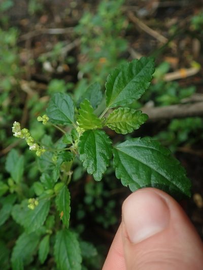 Pilea elliptica, photographed by Nolan Exe
