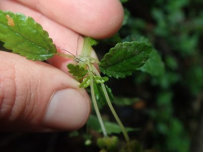 Pilea elliptica, photographed by Nolan Exe