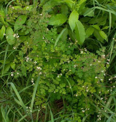 Thalictrum sparsiflorum, photographed by Connie Taylor