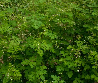 Thalictrum sparsiflorum, photographed by Connie Taylor