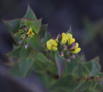 Aspalathus crenata, photographed by Tony Rebelo