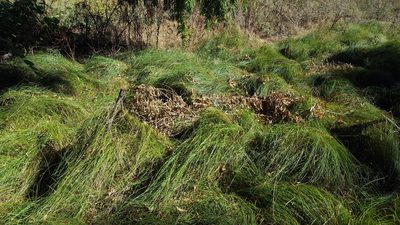 Carex praegracilis, photographed by Amthinkia