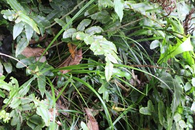 Carex corynoidea, photographed by Joe Potter Butler