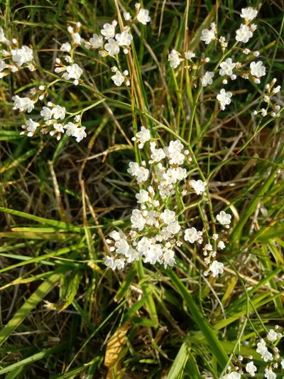 Limonium brasiliense, photographed by Natalia S. Martino
