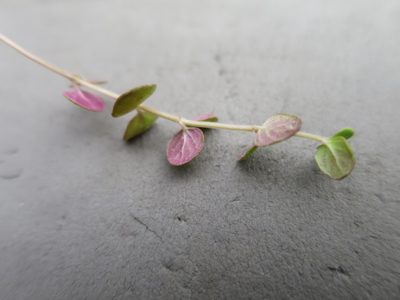 Mentha cunninghamii, photographed by Alice Shanks
