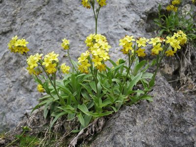 Myosotis concinna, photographed by Alice Shanks