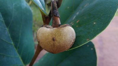 Annona coriacea, photographed by Márcia Martins