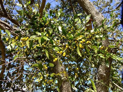 Phoradendron carneum, photographed by Fredy