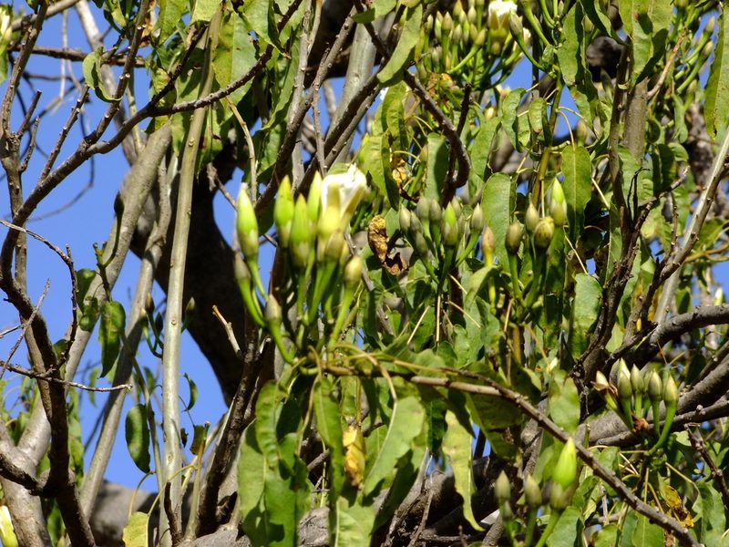 Ipomoea intrapilosa, photographed by Fredy