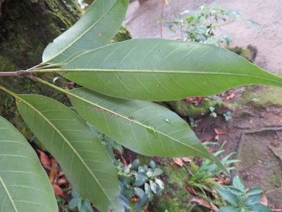 Quercus acuta, photographed by Marco Mussita